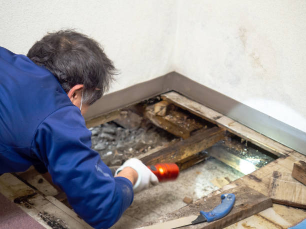 Best Crawl Space Mold Remediation in Fox Chapel, PA