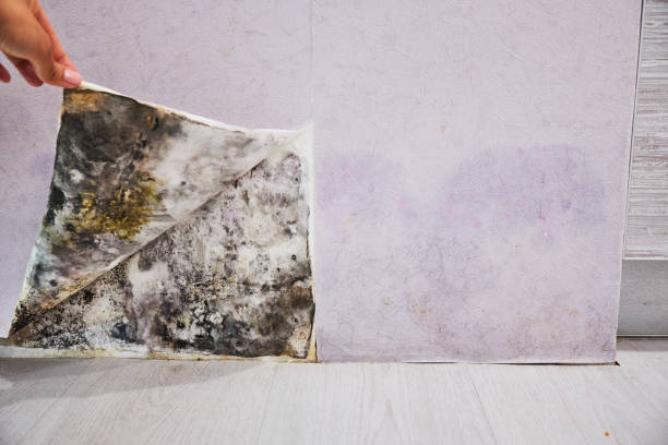 Best Basement Mold Remediation in Fox Chapel, PA